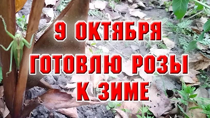 9 октября. Обрезаю и нагибаю розы