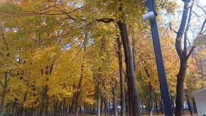 Золотая осень в парке.
