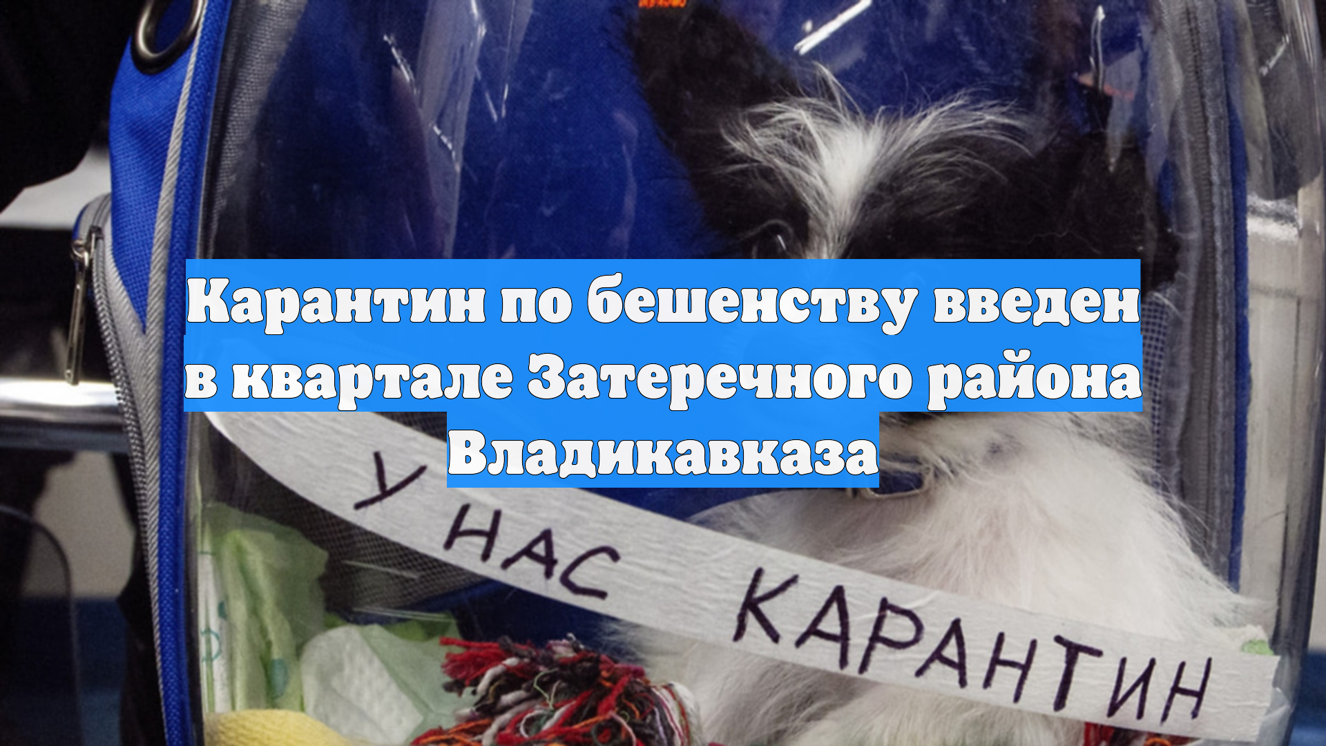 Карантин по бешенству введен в квартале Затеречного района Владикавказа