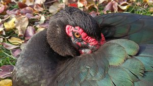 Индоутки и кот 🦆🐈⬛