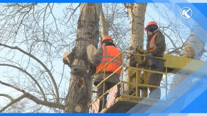 09.10.2025 Ведется опиловка деревьев по улице Кулундинская