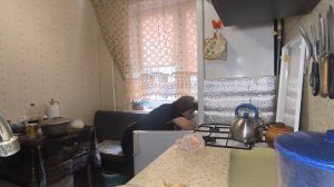 опять нашкодила 🤦