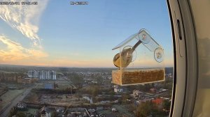 КОРМУШКА ДЛЯ ПТИЦ, 45 минут наблюдения за птицами