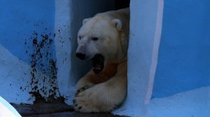 Белый медведь Кай спит..