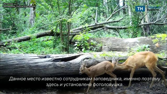 На границе с Тульской областью фотоловушки запечатлели косуль
