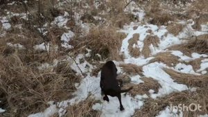 Перезалив. Охота с курцхааром на фазана.