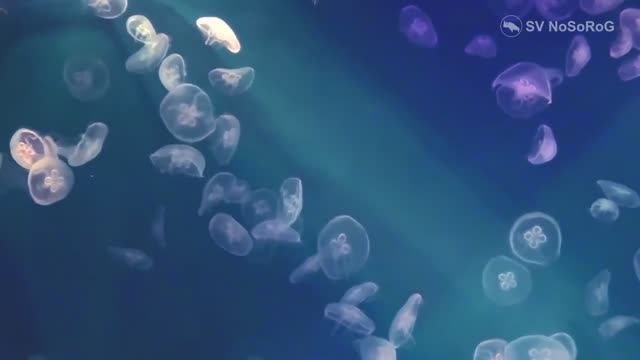 Где употребляют в пищу самых многочисленных медуз в мире Ушастая аурелия — Aurelia aurita ?