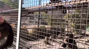 Финик пришел в гости НАВЕСТИТЬ РОДИВШЕГОСЯ КАПУЦИНА!