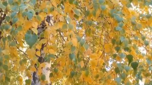 Осень золотая и берёзка осенняя в одёжке 💖👍#осень
