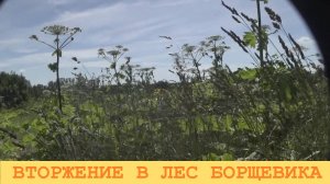 2025 Июль. Снова давлю борщевик. Трактор теряет части, но едет.