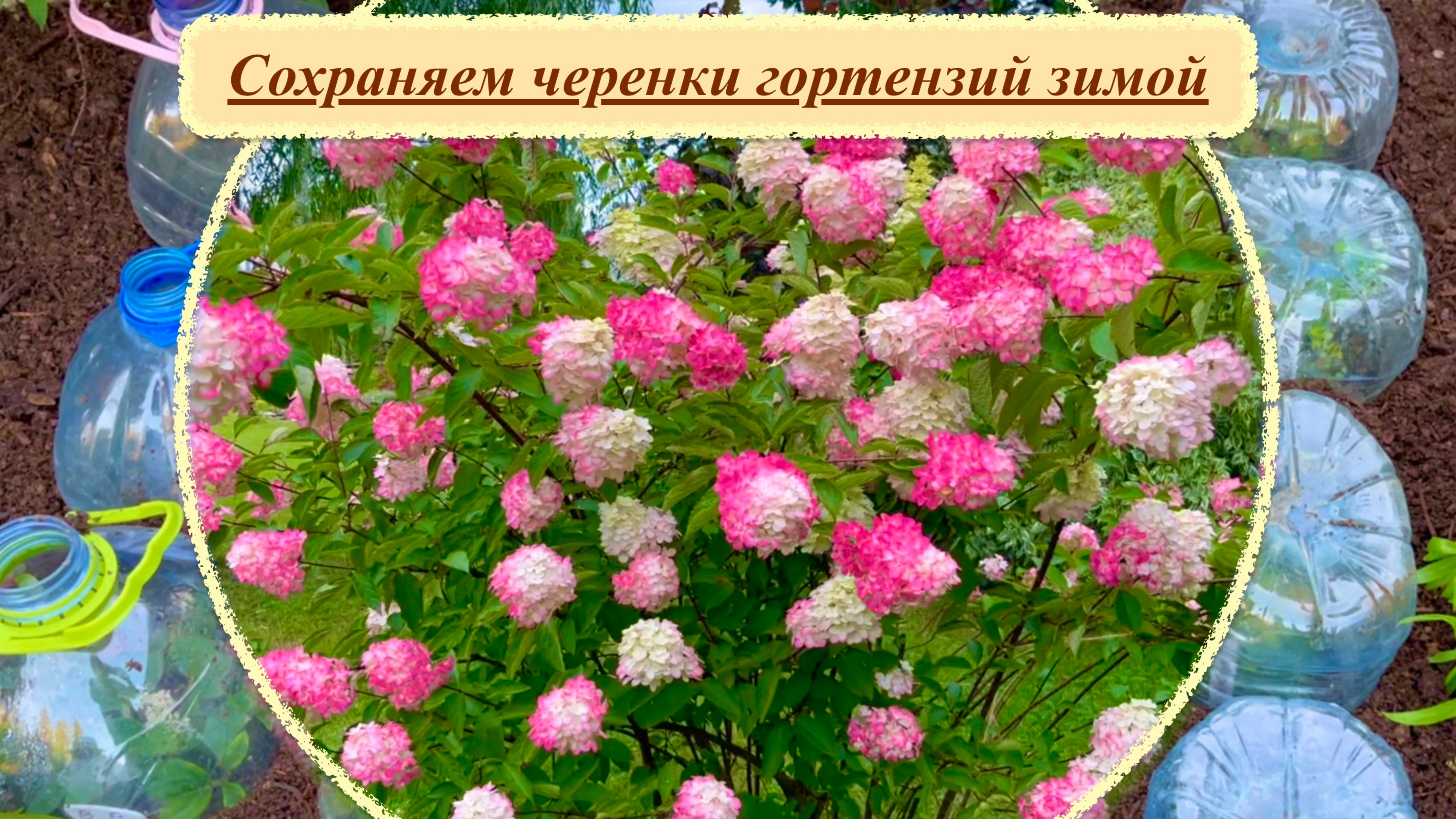 Как сохранить черенки гортензий зимой.