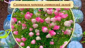 Как сохранить черенки гортензий зимой.