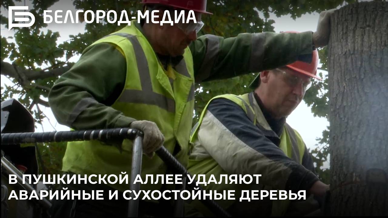 В Пушкинской аллее Белгорода активно идут работы по удалению аварийных и сухостойных деревьев
