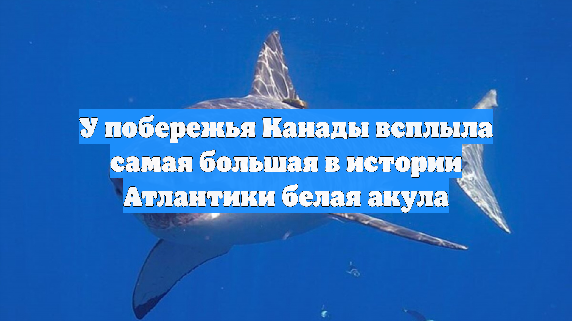 У побережья Канады всплыла самая большая в истории Атлантики белая акула