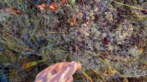 Открытие по боровой 2025. Ходовая охота на глухаря. Жерлицы на щуку