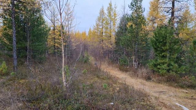 Прогулка до озера🏞 Есть ли полярная ночь 🌙