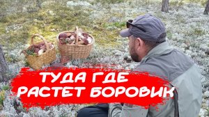 БОРОВИК СОСНОВЫЙ 🌲 Элита царства грибов.