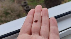 09-10-2025 счастливая жизнь в деревне