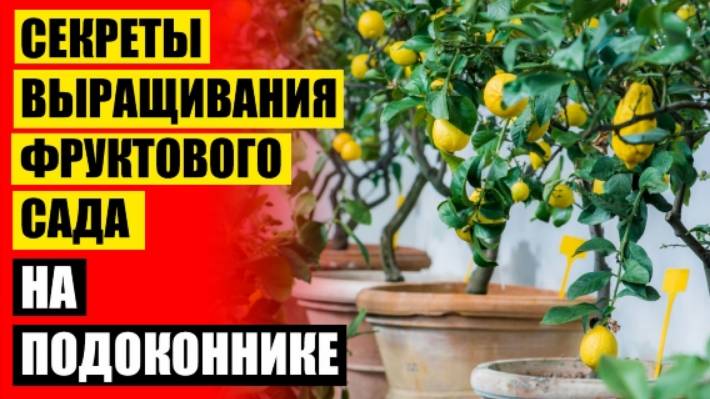 🤘 НЕПРИХОТЛИВЫЕ КОМНАТНЫЕ РАСТЕНИЯ ДЛЯ КВАРТИРЫ OLX ПРОДАЖА ⛔ ПРИВИВКА КОМНАТНОГО ЛИМОНА 😎