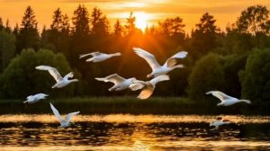 Песенка для детей Гуси лебеди