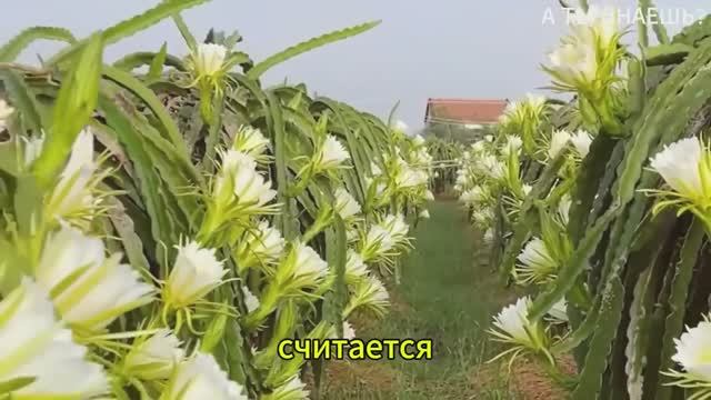 А вы знали?Как экзотические фрукты собирают и обрабатывают!