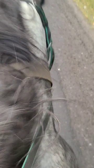 Обучение вдоль дорог жеребца