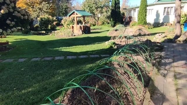 Дуги расставлены. Розы готовы к укрытию. Ленинградская область.