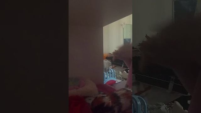 влог
