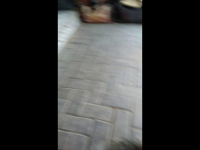 Коты повсюду