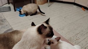 Куча тайских котиков