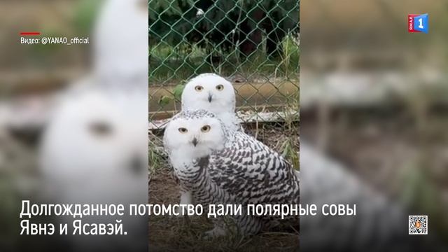 Трое совят родились на Детской Экологической станции