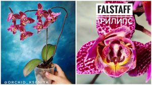 Phal. Falstaff 3-lips 🌷 Яркая азиатская орхидея трилипс Фальстафф в домашнем цветении | Обзор