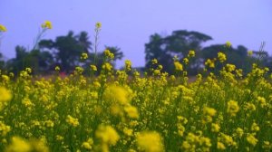 Захватывающие дух OLED-изображения в формате 4K HDR Dolby Vision Showcase (60 кадров в секунду)