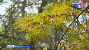 ГТРК СЛАВИЯ Вести Великий Новгород 09.10.25