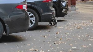 Кот несет пойманного голубя