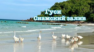 Гуси в Сиамском заливе чистят крылья свои