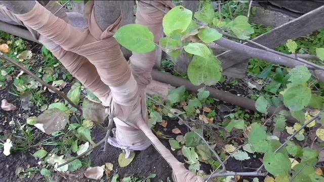 Защита яблони от мышей