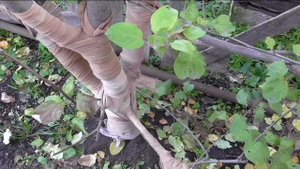 Защита яблони от мышей