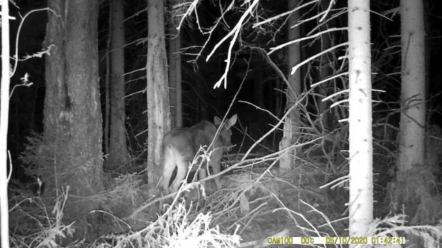 Сохатый ест осину в лесу|Лось|Дикий мир