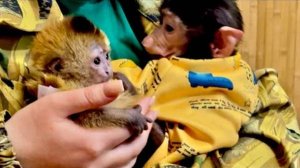 Вы только посмотрите как мило дружат гамадрил Анфиса и капуцин Финик)))