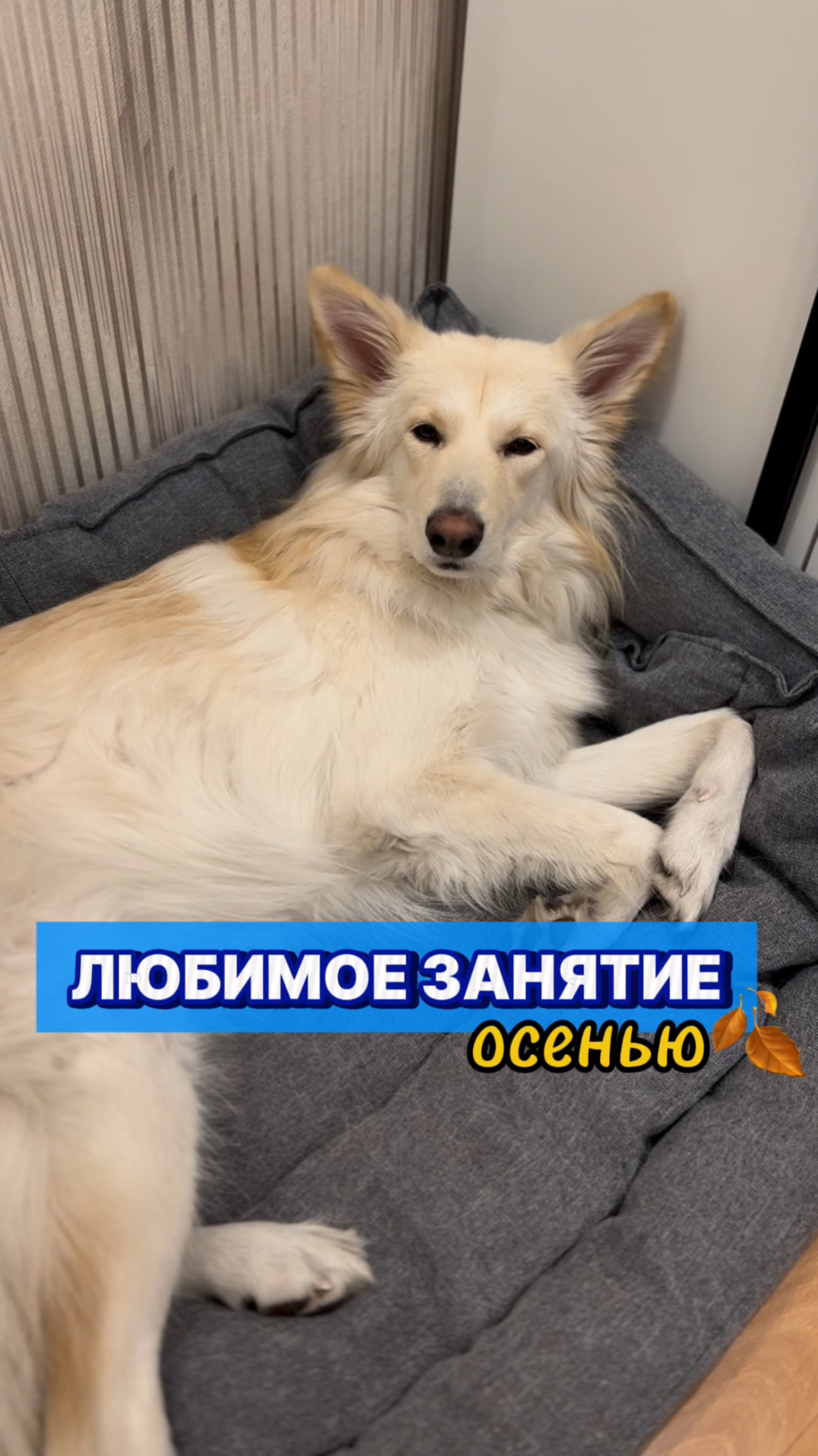 Осенью так хорошо дома в теплой кроватке согласны? собака питомцы юмор осень отдых