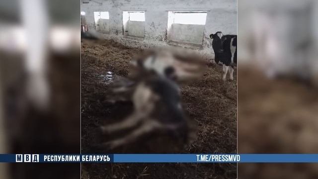 Служебная халатность привела к гибели КРС