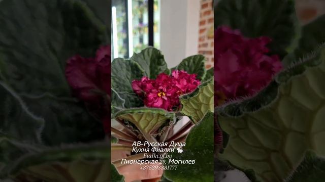 АВ-Русская Душа, с почти карминно- красным оттенком,  АВ-Танец с Бокалом Вина с цветами розочками