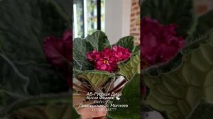 АВ-Русская Душа, с почти карминно- красным оттенком, АВ-Танец с Бокалом Вина с цветами розочками
