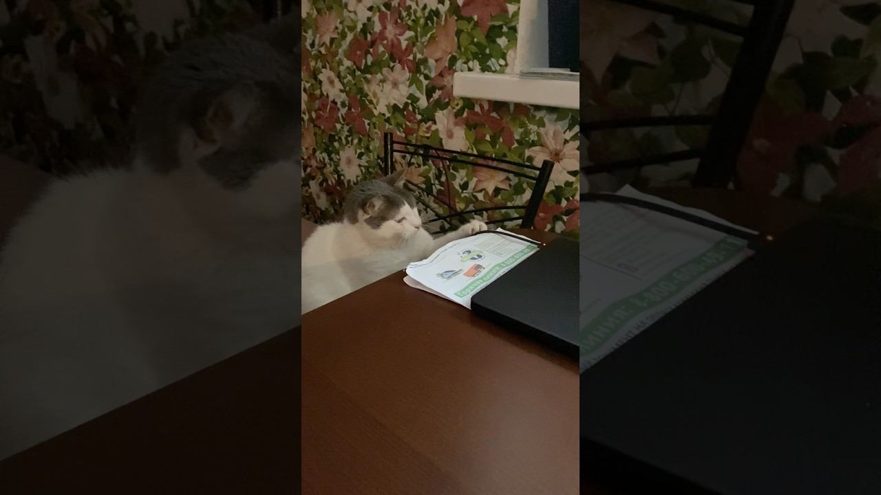 Котик платит за коммунальные услуги cat cats