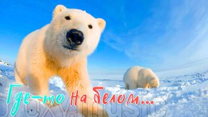 "Где-то на белом"