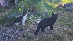 Соловецкие коты и собаки. Cats and dogs of Solovki