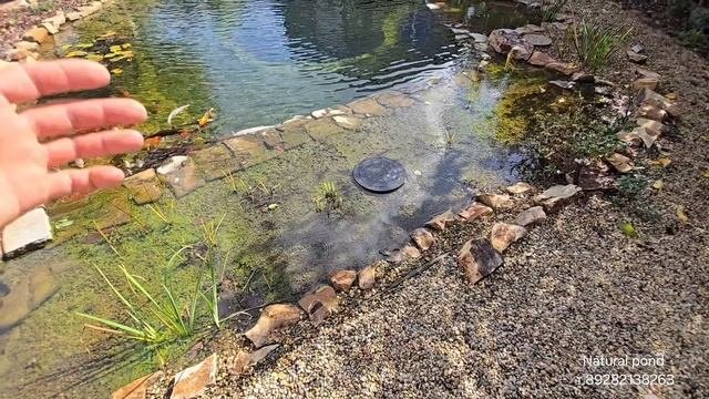 Мой водоем превратился в болото!