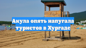 Акула опять напугала туристов в Хургаде