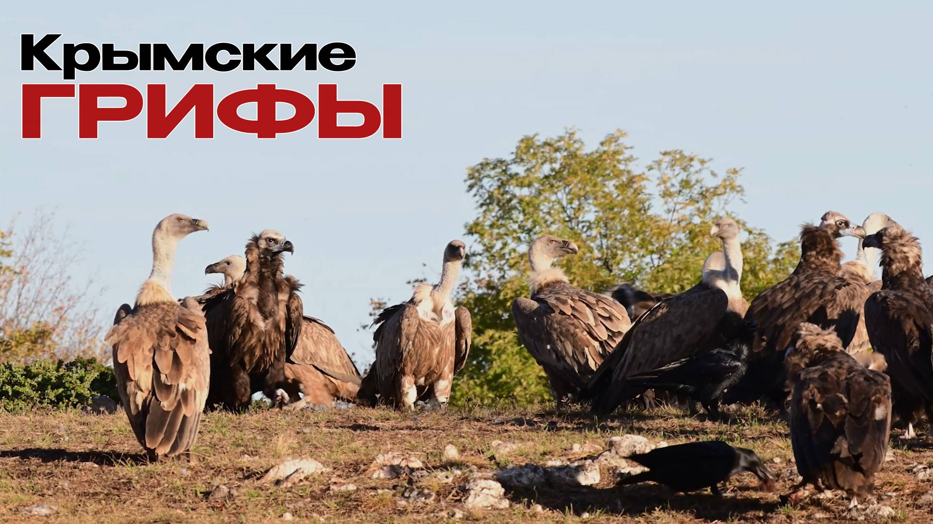 Черные грифы и Белоголовые Сипы обедают в Крымских горах.